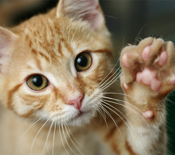 Declawing Cats in Aberdeen Proving Ground