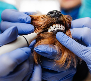 Abell Dog Dentist