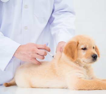 Dog Vaccinations in Keedysville