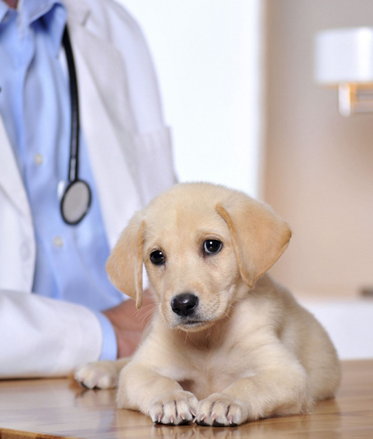 best Prince Frederick veterinarian clinic