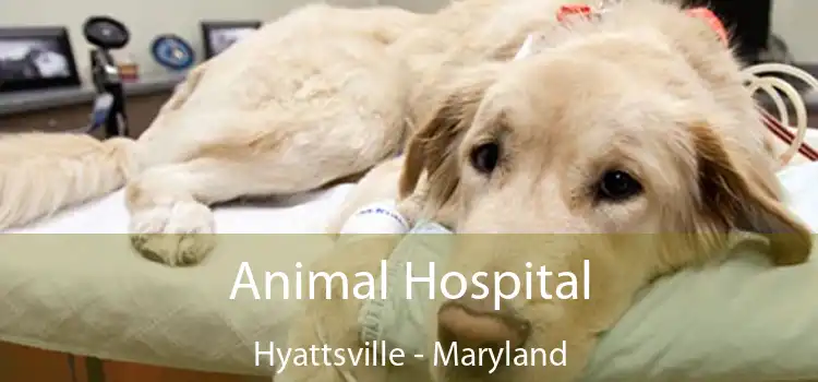 Animal Hospital Hyattsville - Maryland