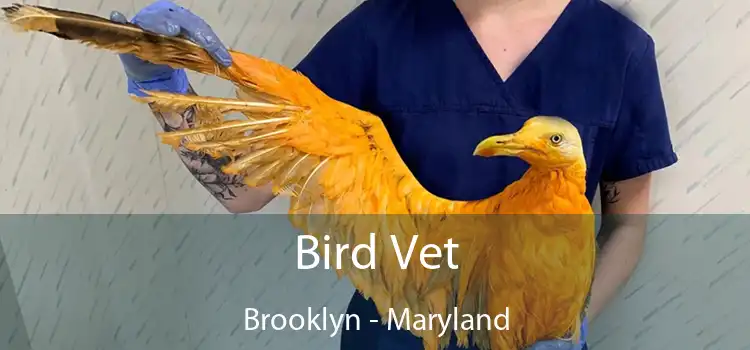 Bird Vet Brooklyn - Maryland