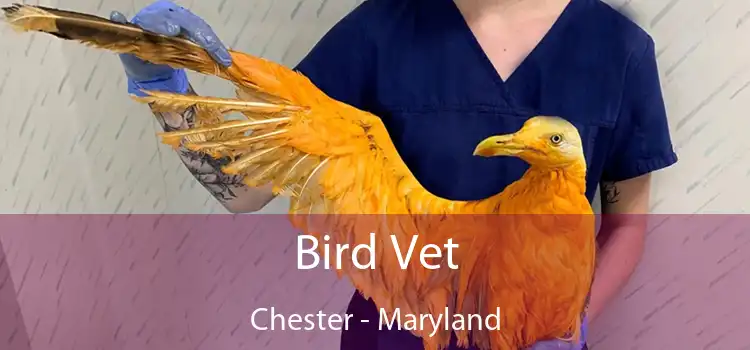 Bird Vet Chester - Maryland