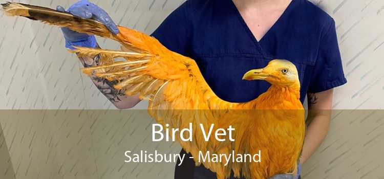 Bird Vet Salisbury - Emergency Exotic Avian Vet Near Me