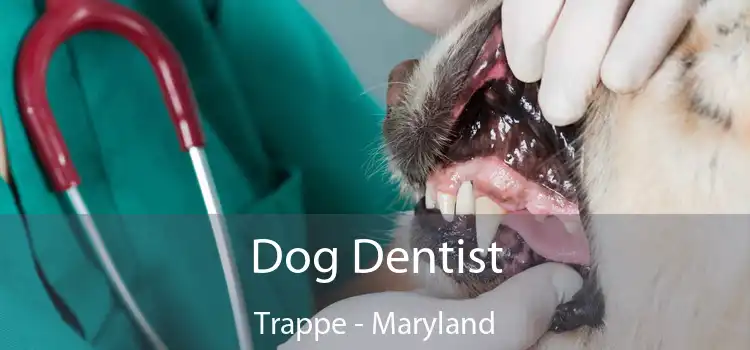 Dog Dentist Trappe - Maryland