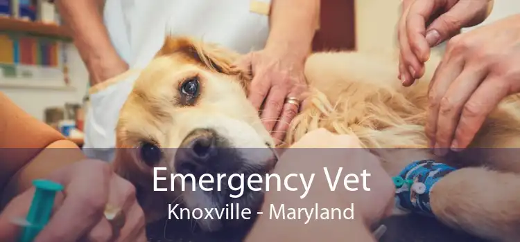 Emergency Vet Knoxville - Maryland